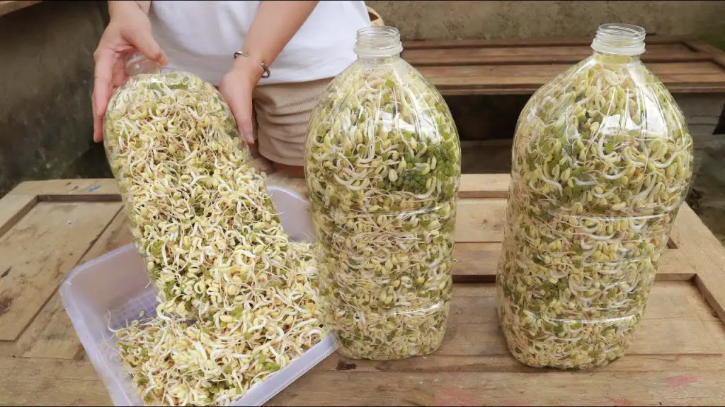 Making bean sprouts at home from plastic bottles is easy – both white ...
