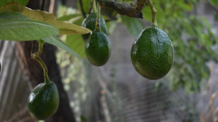 Sun or Shade for Avocado Trees? Discover the Best Planting Spots for ...