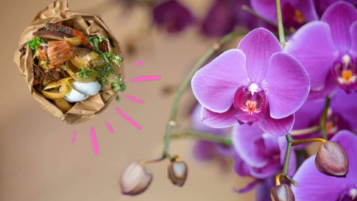 The Ultimate Orchid Fertilizer: A Simple Recipe with Just One Cooking ...