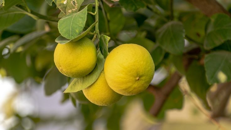 Lemon Not Ripe When should the lemon tree be harvested? Check out these tips to get ...