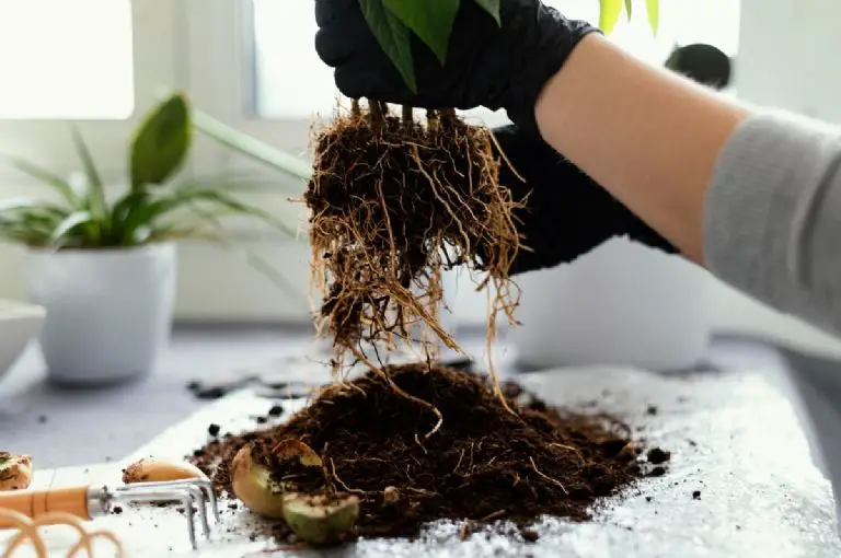 How to make an organic rooting agent for cuttings? Recipe with cooking ...