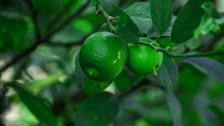 Citrus Haven: Finding the Best Spot to Plant a Lemon Tree in Your ...