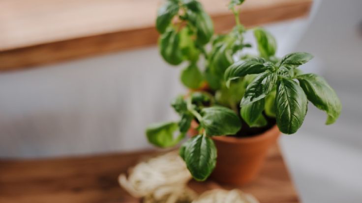 Propagation Perfection: How to Take a Basil Cutting for Seamless ...