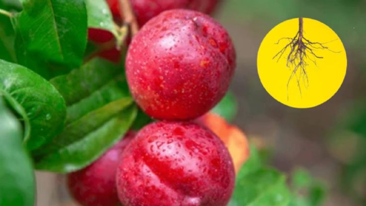 How to Prune the Roots of Fruit Trees to Prevent Them from Breaking the ...