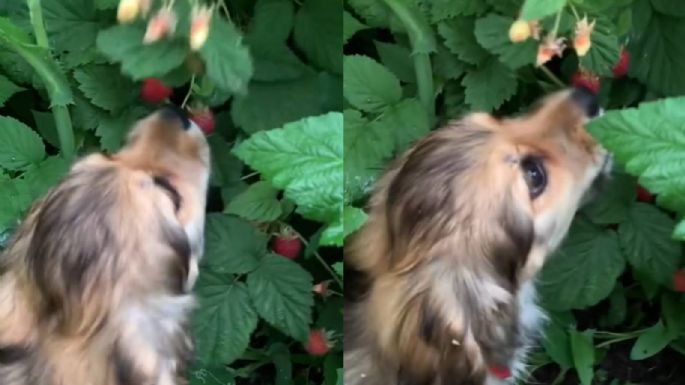 Dog Becomes a Sensation on TikTok After Eating Fresh Raspberries from ...