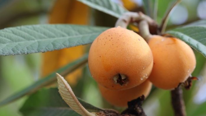 How to Make Your Loquat Tree Explode with Fruit: Essential Tips for ...