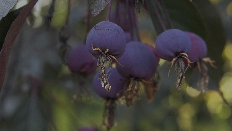 Can You Grow a Plum Tree in a Pot? Tips for Helping It Survive the ...