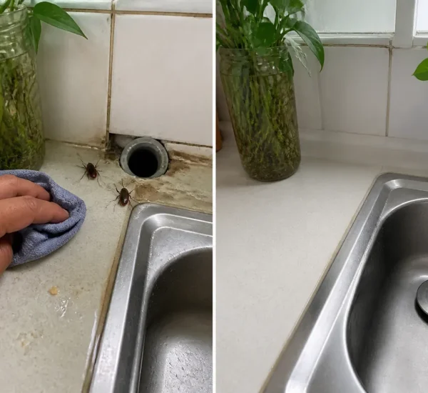 Cockroaches and open drain gaps before a dry sealed sink area afterward