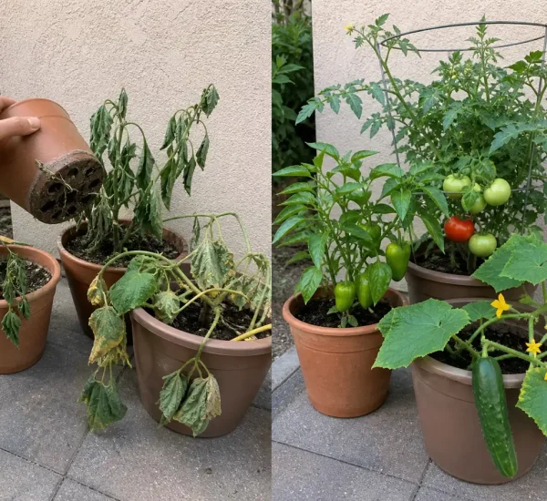Stalled tomatoes peppers and cucumbers before healthy new growth and fruit set afterward