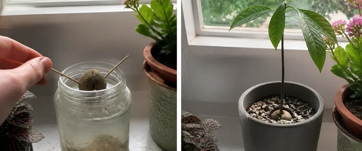 Clean avocado pit before a glossy branched young plant afterward