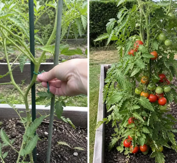 Tomato stem training before a fuller but believable harvest afterward