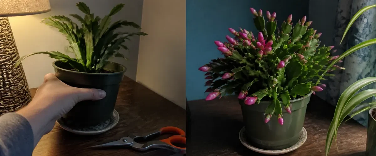 Bloomless Christmas cactus before a dense realistic pink bud set afterward