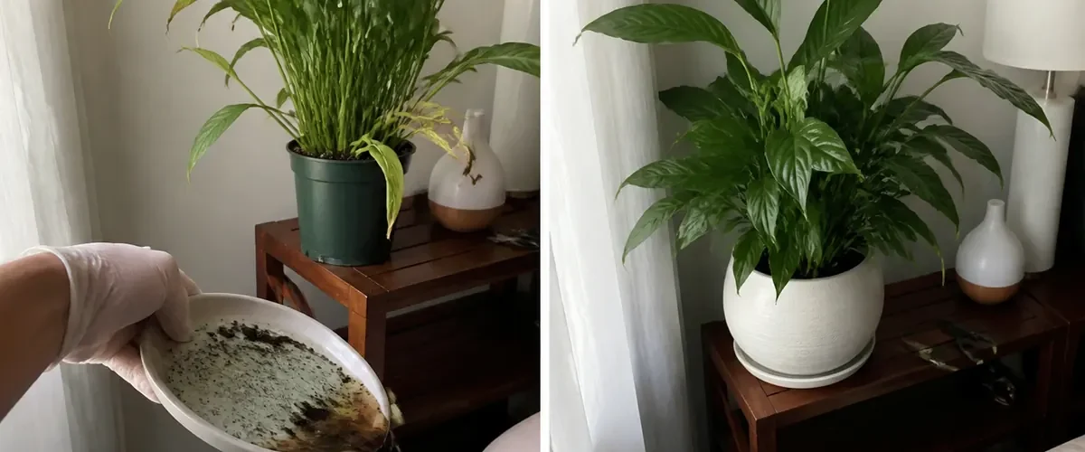 Drooping peace lily before upright glossy leaves and one white flower afterward