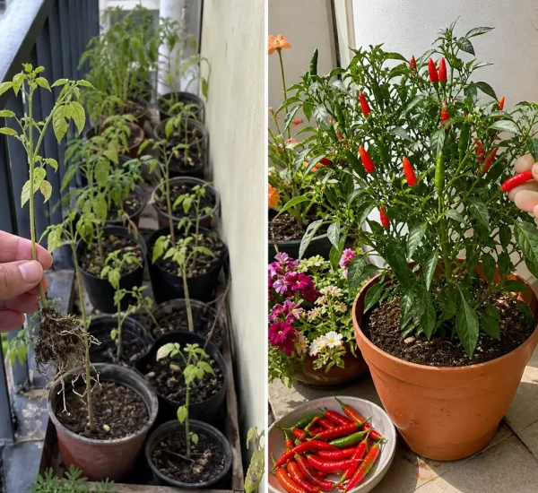 Crowded chili seedlings before a productive potted pepper plant afterward