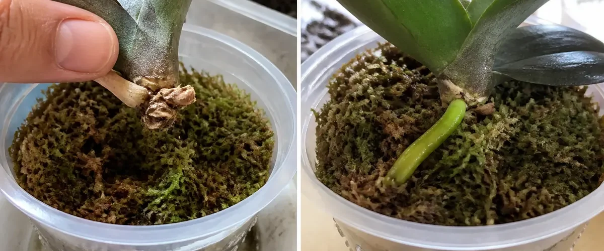 A leafless orchid before rescue and after beginning a new root or basal shoot