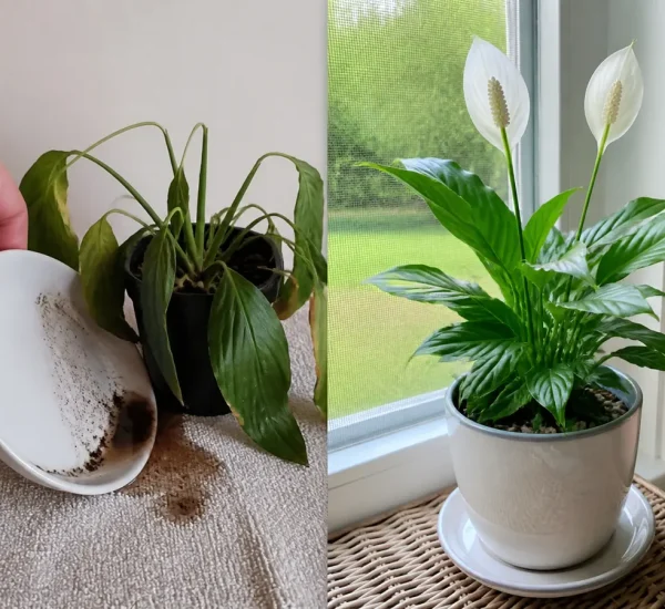 Wilted peace lily before glossy leaves and white spathes afterward