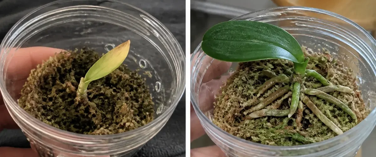 Rootless orchid before clean new green roots grow afterward