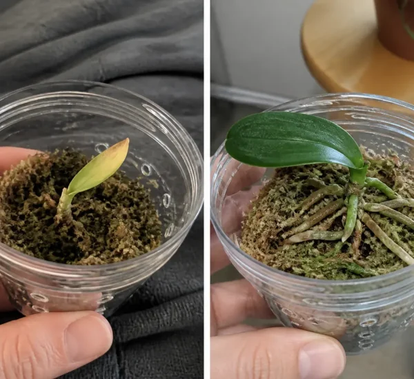 Rootless orchid before clean new green roots grow afterward