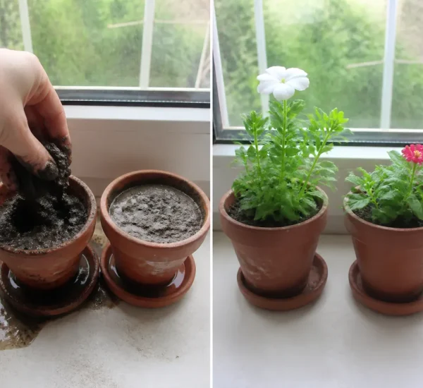 Poor flower pot drainage before firm growth and fresh blooms afterward