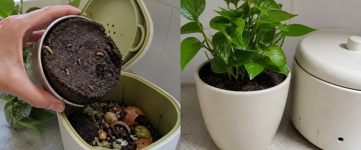 Wilted plant and coffee crust before healthy growth with finished compost afterward