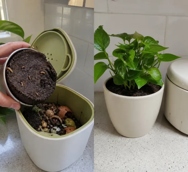 Wilted plant and coffee crust before healthy growth with finished compost afterward