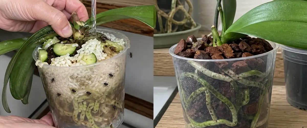 Orchid residue and weak roots before clean firm green root tips afterward