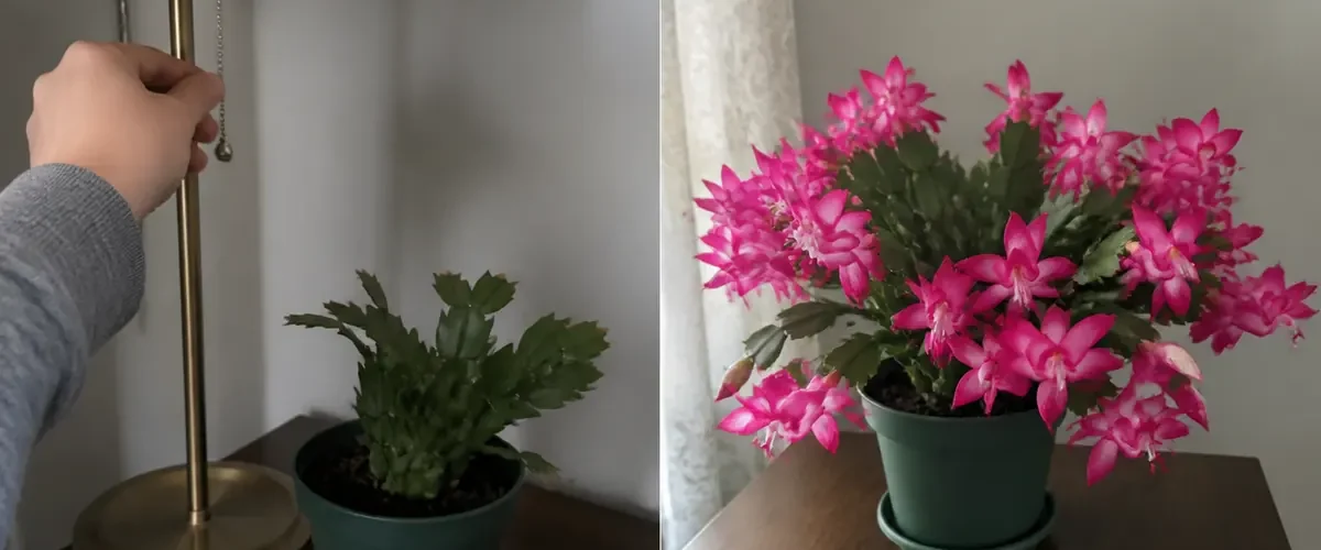 Bloomless Christmas cactus before a full ring of natural holiday flowers afterward