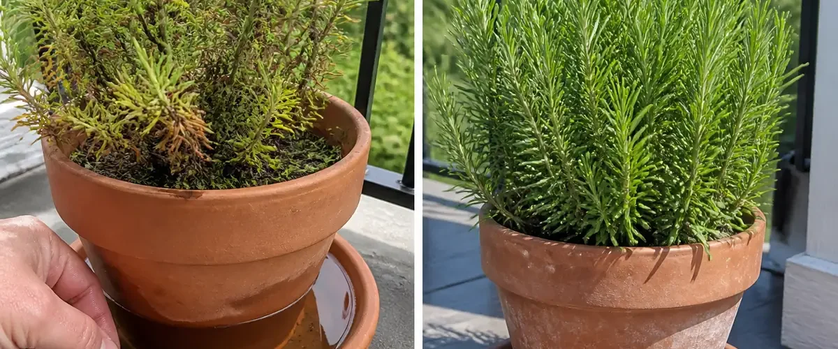Waterlogged rosemary roots before a dense healthy potted herb afterward