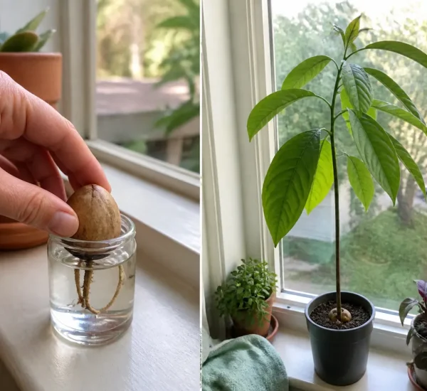 Avocado pit germination before a sturdy leafy seedling afterward