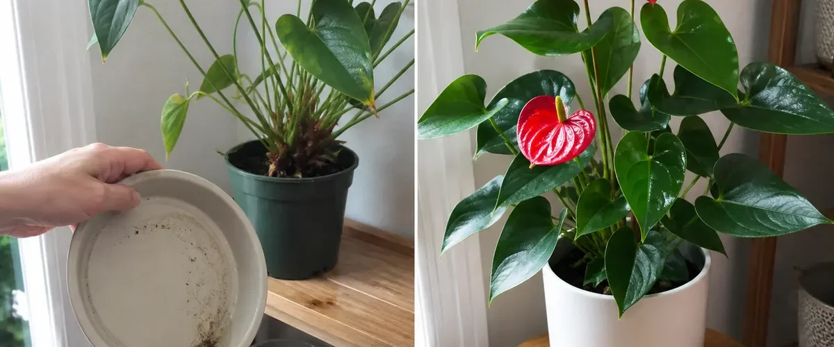 Weak Anthurium roots before glossy leaves and natural red spathes afterward