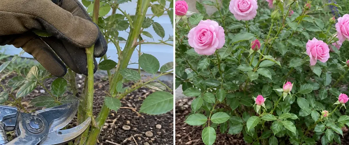 Leafy bloomless rose before a balanced flush of flowers afterward