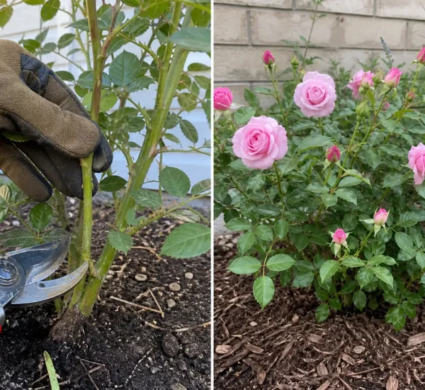 Leafy bloomless rose before a balanced flush of flowers afterward
