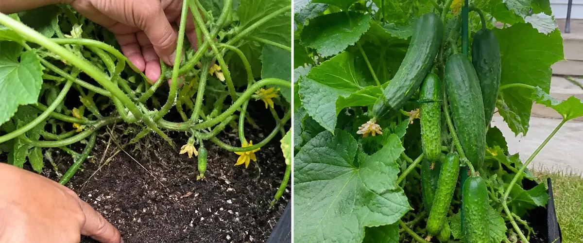 Troubled cucumber vine before a healthy trellised repeated harvest afterward