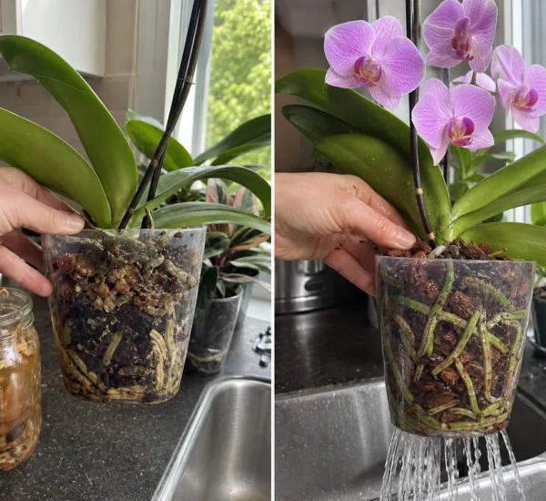 Before and after clean orchid feeding without raw kitchen scraps