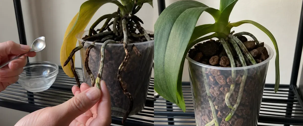 Sweet residue on fading orchid before clean new roots afterward