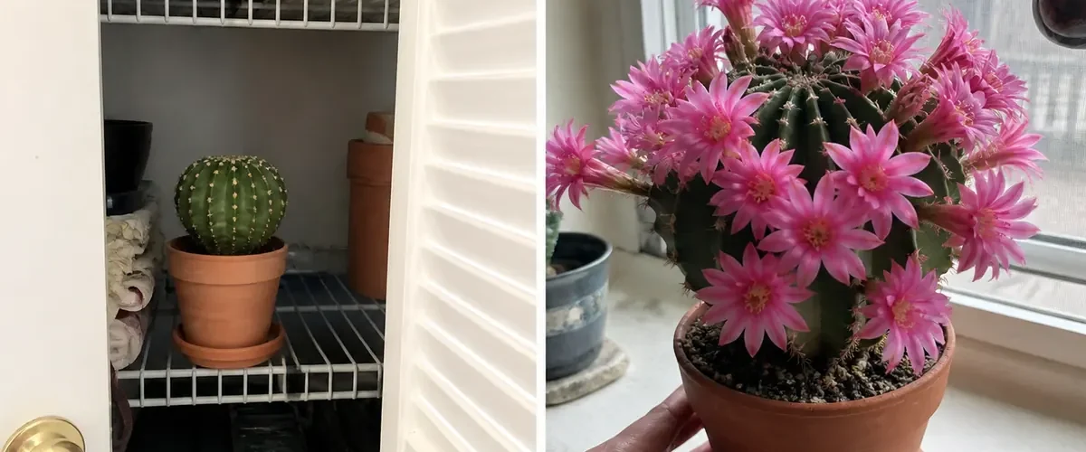 Christmas cactus in its fall night routine before holiday flowers afterward