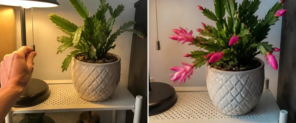 Bloomless Christmas cactus before a rich natural pink bud display afterward