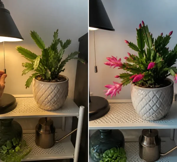 Bloomless Christmas cactus before a rich natural pink bud display afterward