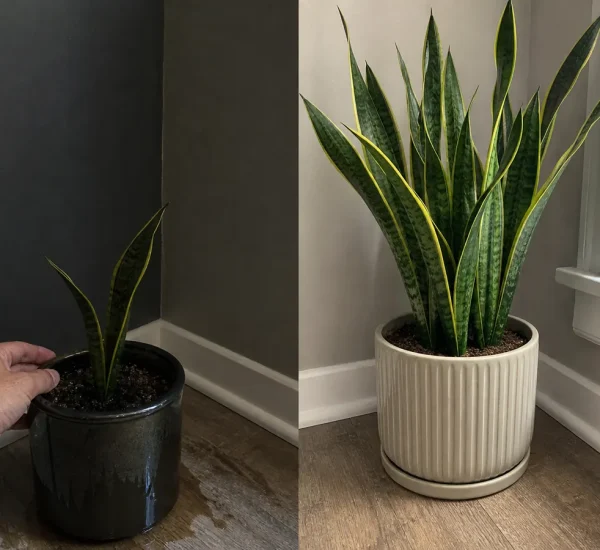 Dark wet snake plant before taller upright growth afterward