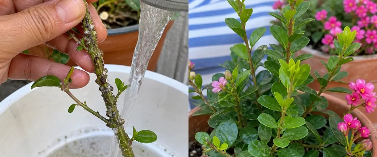 Visible aphids and scale on stems before healthy pest-free growth afterward