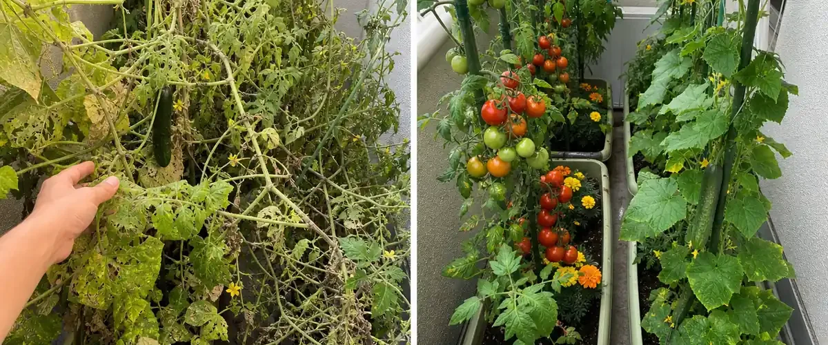 Crowded tomato and cucumber vines before a productive shared bed afterward