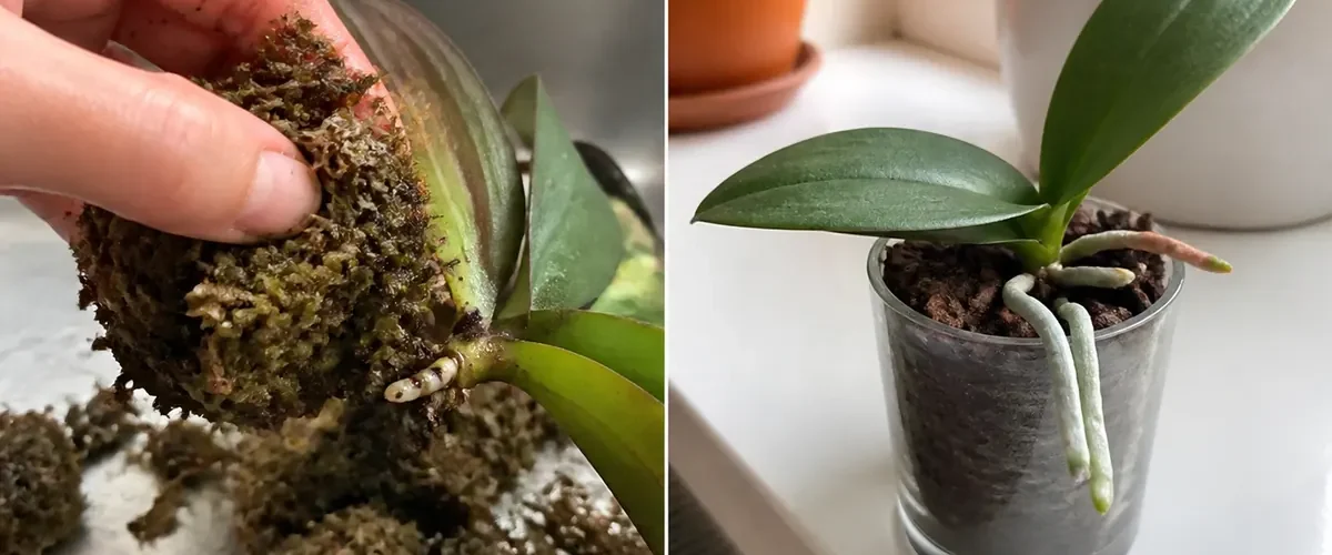 Nearly rootless old orchid before fresh root nubs in a ventilated pot afterward