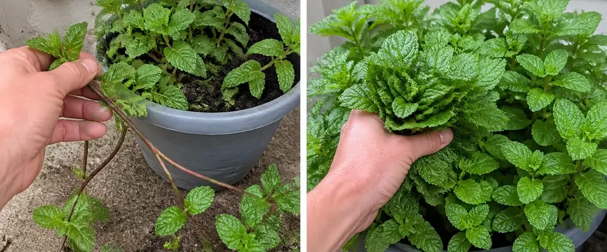 Sparse mint before a contained pot full of fresh branching tips afterward