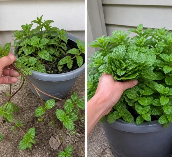 Sparse mint before a contained pot full of fresh branching tips afterward