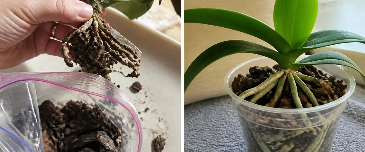 Rotting orchid roots before clean firm root tips afterward