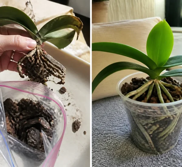 Rotting orchid roots before clean firm root tips afterward