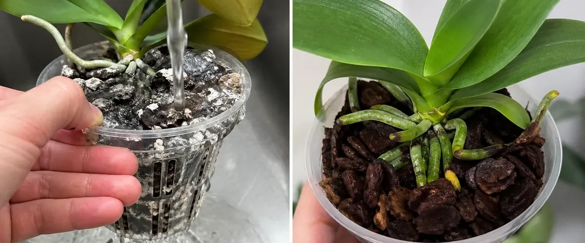 Stressed orchid roots before clean roots and fresh growth afterward