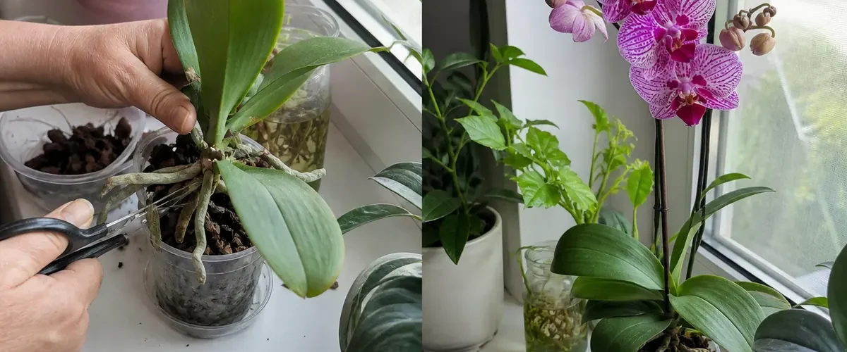 Final orchid flower before a correctly timed new spike afterward