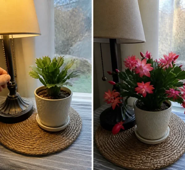 Christmas cactus near evening light before a ring of flowers afterward