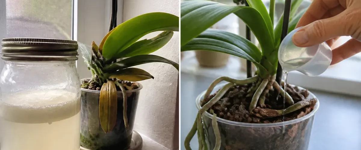 An orchid before rice water care and after clean crown-safe watering and growth